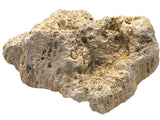 Crushed Fossilized Coral