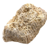 Crushed Fossilized Coral