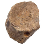 Ichtyosaurus communis Conybeare crushed inlay material