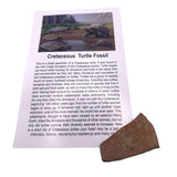 Cretaceous Turtle Fossil