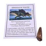 Spinosaurid Dinosaur tooth