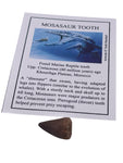 Mosasaur tooth