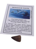 Mosasaur tooth