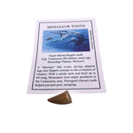 Mosasaur tooth