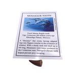 Mosasaur tooth