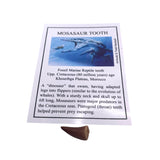 Mosasaur tooth