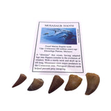Mosasaur tooth