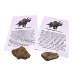 NEW **Triceratops Fossil Bone