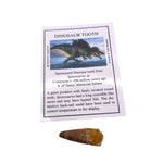 Spinosaurid Dinosaur tooth