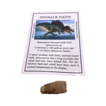 Spinosaurid Dinosaur tooth