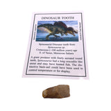 Spinosaurid Dinosaur tooth