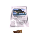 Spinosaurid Dinosaur tooth