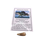 Spinosaurid Dinosaur tooth