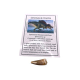 Spinosaurid Dinosaur tooth