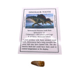 Spinosaurid Dinosaur tooth
