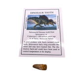 Spinosaurid Dinosaur tooth