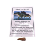 Spinosaurid Dinosaur tooth