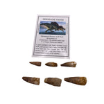 Spinosaurid Dinosaur tooth
