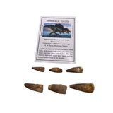 Spinosaurid Dinosaur tooth