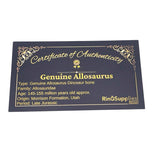 Crushed Allosaurus dinosaur bone