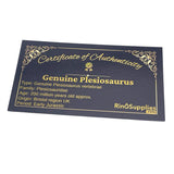 Crushed Plesiosaurus dinosaur bone