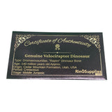 Velociraptor "Raptor" dinosaur bone