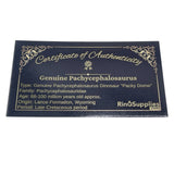 Pachycephalosaurus "Pachy Dome" dinosaur bone