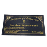 Crushed Sauropod dinosaur bone