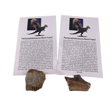 Pachycephalosaurus bone fossil