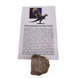 Pachycephalosaurus bone fossil