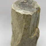 Crushed Dino bone